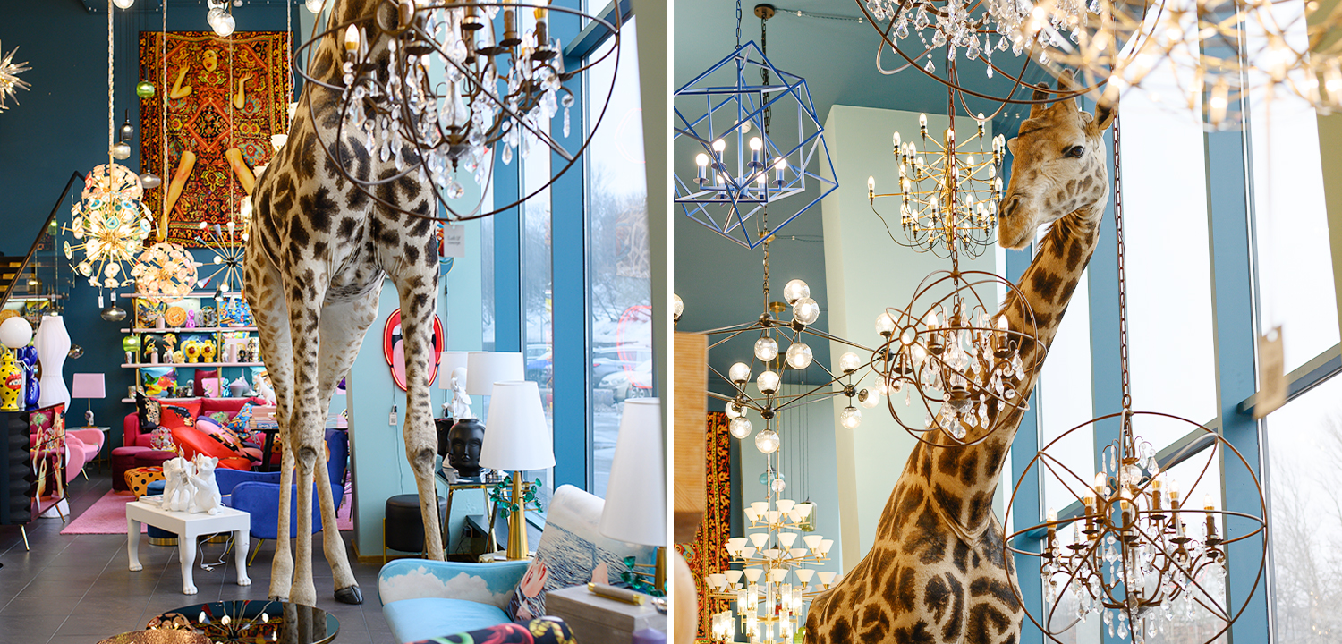 Чучело жирафа Масайский Жираф таксидермия - фото №1