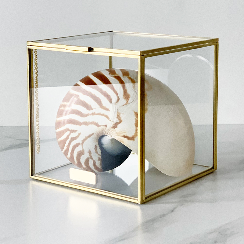 Статуэтка Nautilus Pompilius Glass Box M  в Казани | Loft Concept 