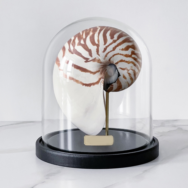 Статуэтка Nautilus Pompilius Glass Cloche  в Казани | Loft Concept 