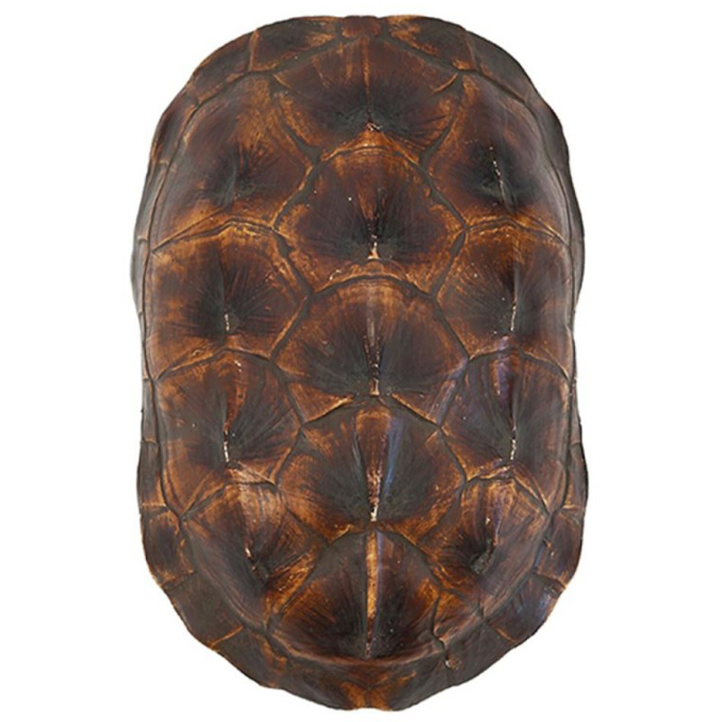 Аксессуар Turtle Shell Natural Brown Коричневый в Казани | Loft Concept 