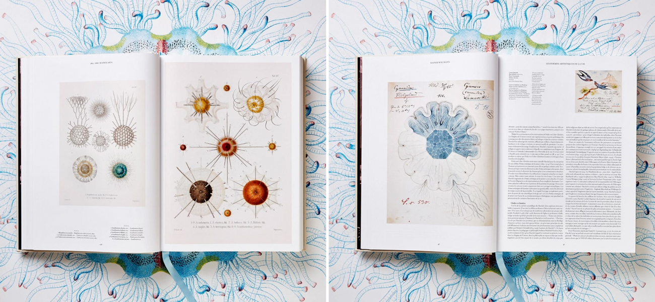 The Art and Science of Ernst Haeckel XXL - фото