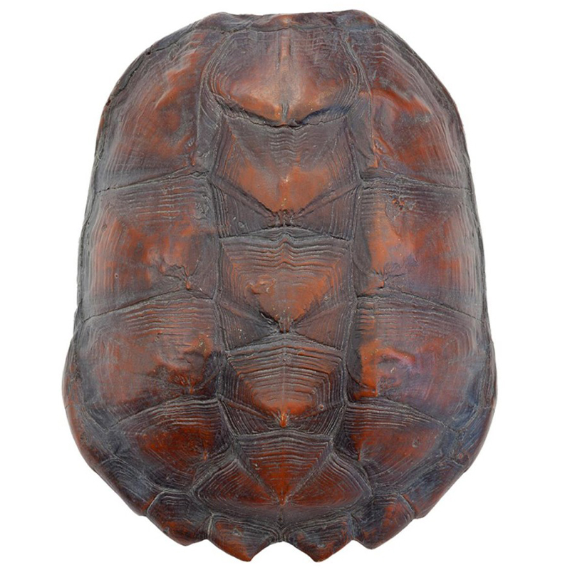 Аксессуар Turtle Shell Big Natural Коричневый в Казани | Loft Concept 