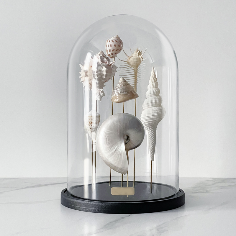 Статуэтка Shell Collection Glass Cloche 1  в Казани | Loft Concept 