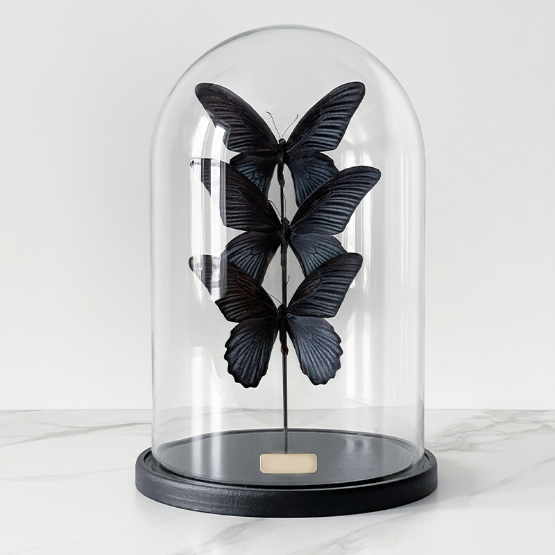 Статуэтка 3 Butterflies Papilio Memnon Glass Cloche  в Казани | Loft Concept 