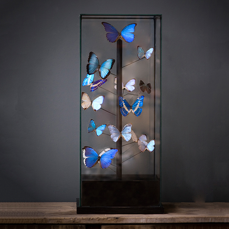 Статуэтка 14 Blue Butterflies Morphos Glass Box  в Казани | Loft Concept 