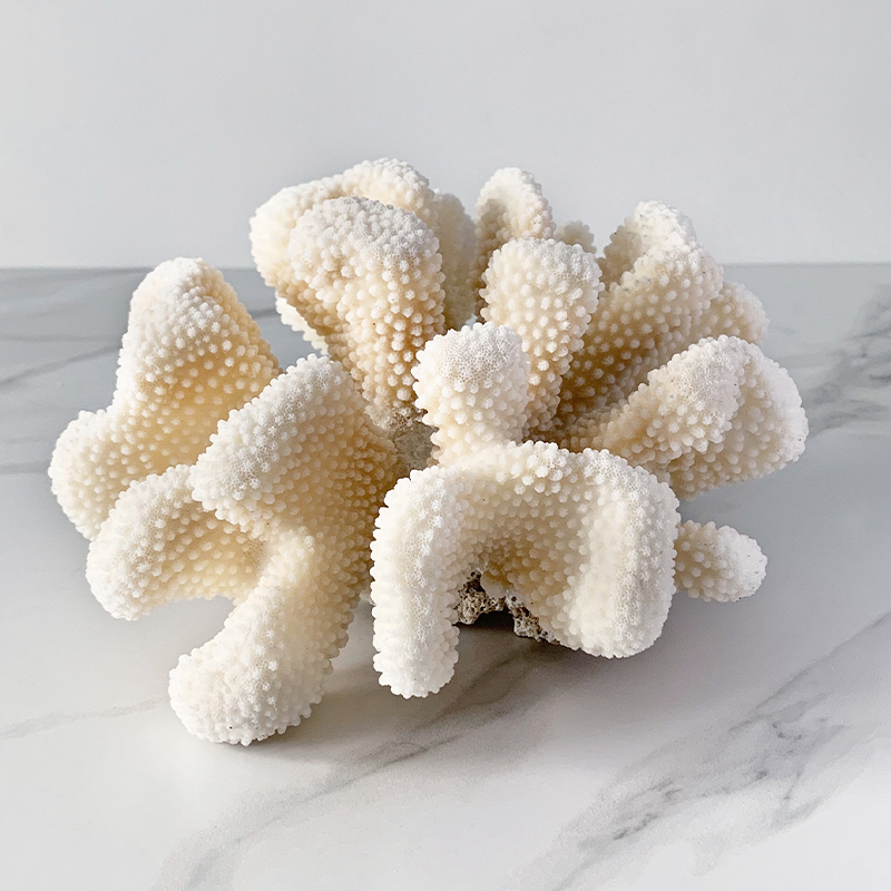 Статуэтка White Cauliflower Coral  в Казани | Loft Concept 