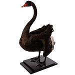 Настоящее чучело черного лебедя Black Swan варинант исполнения - 2 | Loft Concept в Казани