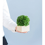 Декоративный искусственное растение Square boxwood варинант исполнения - 7 | Loft Concept в Казани