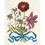 Книга цветов 22 постера Maria Sibylla Merian: 22 Pull-Out Posters варинант исполнения - 3 | Loft Concept в Казани