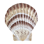 Фигурка из фарфора в виде ракушки морского гребешка Marine Tridacna варинант исполнения - 1 | Loft Concept в Казани