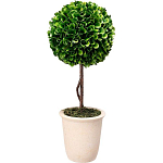 Декоративный искусственное растение Single boxwood варинант исполнения - 1 | Loft Concept в Казани