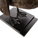 Настоящее чучело черного лебедя Black Swan варинант исполнения - 4 | Loft Concept в Казани