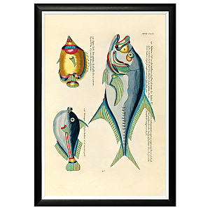 Постер в черной раме Fish Guide 18