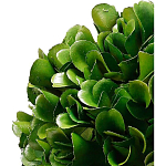 Декоративный искусственное растение Square boxwood варинант исполнения - 2 | Loft Concept в Казани