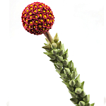 Статуэтка тропический фрукт  Tropical Fruit High Orange варинант исполнения - 2 | Loft Concept в Казани