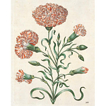 Книга цветов 22 постера Maria Sibylla Merian: 22 Pull-Out Posters варинант исполнения - 4 | Loft Concept в Казани