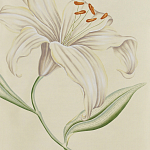 Обои ручная роспись Lilium Special Colourway on Ivory dyed silk варинант исполнения - 2 | Loft Concept в Казани