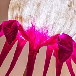 Торшер фуксия «Цветы из снов»  варинант исполнения - 4 | Loft Concept в Казани