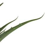 Декоративный искусственное растение Medium Aloe варинант исполнения - 2 | Loft Concept в Казани