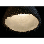 Светильник Acus варинант исполнения - 3 | Loft Concept в Казани