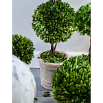 Декоративный искусственное растение Single boxwood варинант исполнения - 3 | Loft Concept в Казани