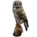 Чучело Совы таксидермия варинант исполнения - 1 | Loft Concept в Казани