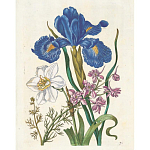 Книга цветов 22 постера Maria Sibylla Merian: 22 Pull-Out Posters варинант исполнения - 6 | Loft Concept в Казани