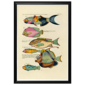 Постер в черной раме Fish Guide 7