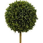 Декоративный искусственное растение Boxwood One варинант исполнения - 2 | Loft Concept в Казани