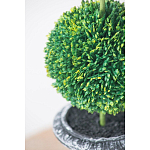 Декоративный искусственное растение Double boxwood варинант исполнения - 6 | Loft Concept в Казани