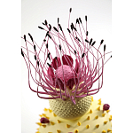 Статуэтка тропический фрукт Pandora Tropical Fruit Light Yellow Pink Flower варинант исполнения - 1 | Loft Concept в Казани