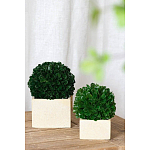 Декоративный искусственное растение Square boxwood варинант исполнения - 4 | Loft Concept в Казани