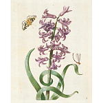 Книга цветов 22 постера Maria Sibylla Merian: 22 Pull-Out Posters варинант исполнения - 2 | Loft Concept в Казани