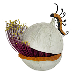 Статуэтка фантастический фрукт Exotic Tropical Fruit orange and white 67 варинант исполнения - 4 | Loft Concept в Казани