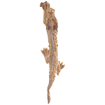 Декоративная статуэтка Китайский дракон Фуцанлун варинант исполнения - 2 | Loft Concept в Казани