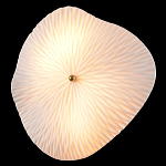 Бра в форме лепестка с рельефной текстурой FLOW варинант исполнения - 1 | Loft Concept в Казани