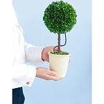 Декоративный искусственное растение Single boxwood варинант исполнения - 8 | Loft Concept в Казани