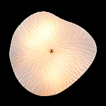 Бра в форме лепестка с рельефной текстурой FLOW варинант исполнения - 3 | Loft Concept в Казани