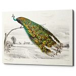 Постер на холсте с изображением павлина на ветке Majestic Peacock on a Tree Poster варинант исполнения - 1 | Loft Concept в Казани