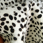 Мебельная ткань Искусственный мех  белый леопард 90 см T5-3 варинант исполнения - 3 | Loft Concept в Казани