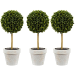 Декоративный искусственное растение Boxwood One варинант исполнения - 1 | Loft Concept в Казани