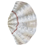 Фигурка из фарфора в виде одной створки ракушки Marine Tridacna варинант исполнения - 1 | Loft Concept в Казани