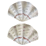 Фигурка из фарфора в виде одной створки ракушки Marine Tridacna варинант исполнения - 2 | Loft Concept в Казани